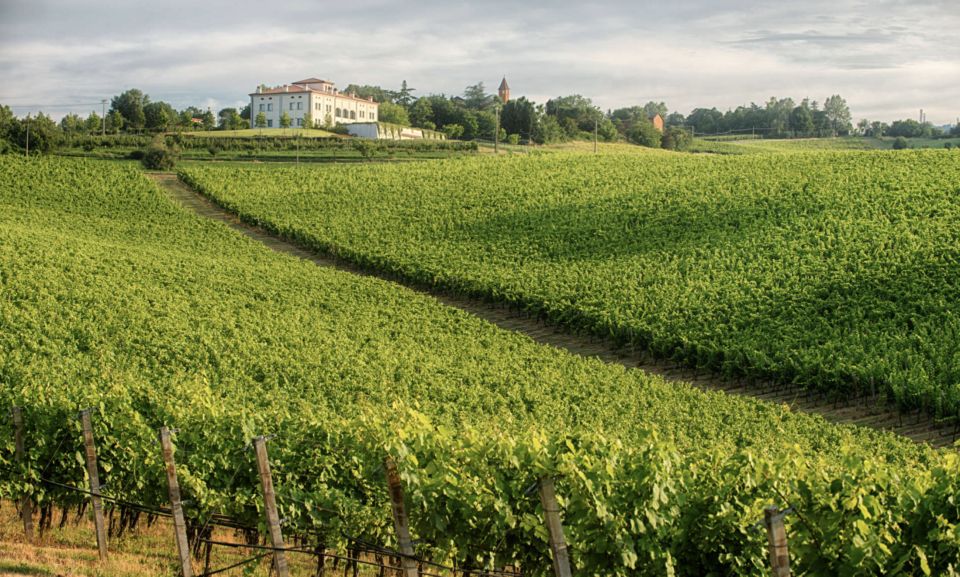 Bologna Vineyard Vista: a journey through Emilian wines - Key things you’ll notice right away