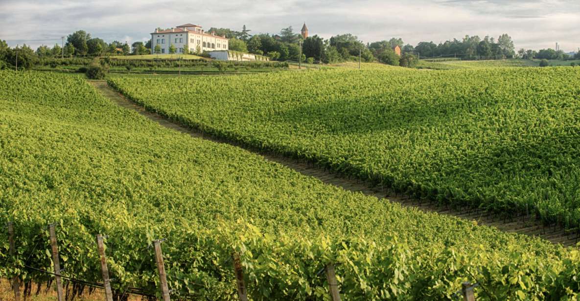 Bologna Vineyard Vista: a journey through Emilian wines - Pignoletto and piadina: how the Classic route really tastes