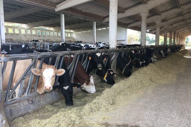 Food Tour: Parmigiano, Balsamic, Red Wine, lunch,transport - Stop 2 at Caseificio Bio Reggiani: parmesan production, aging storage, and tasting